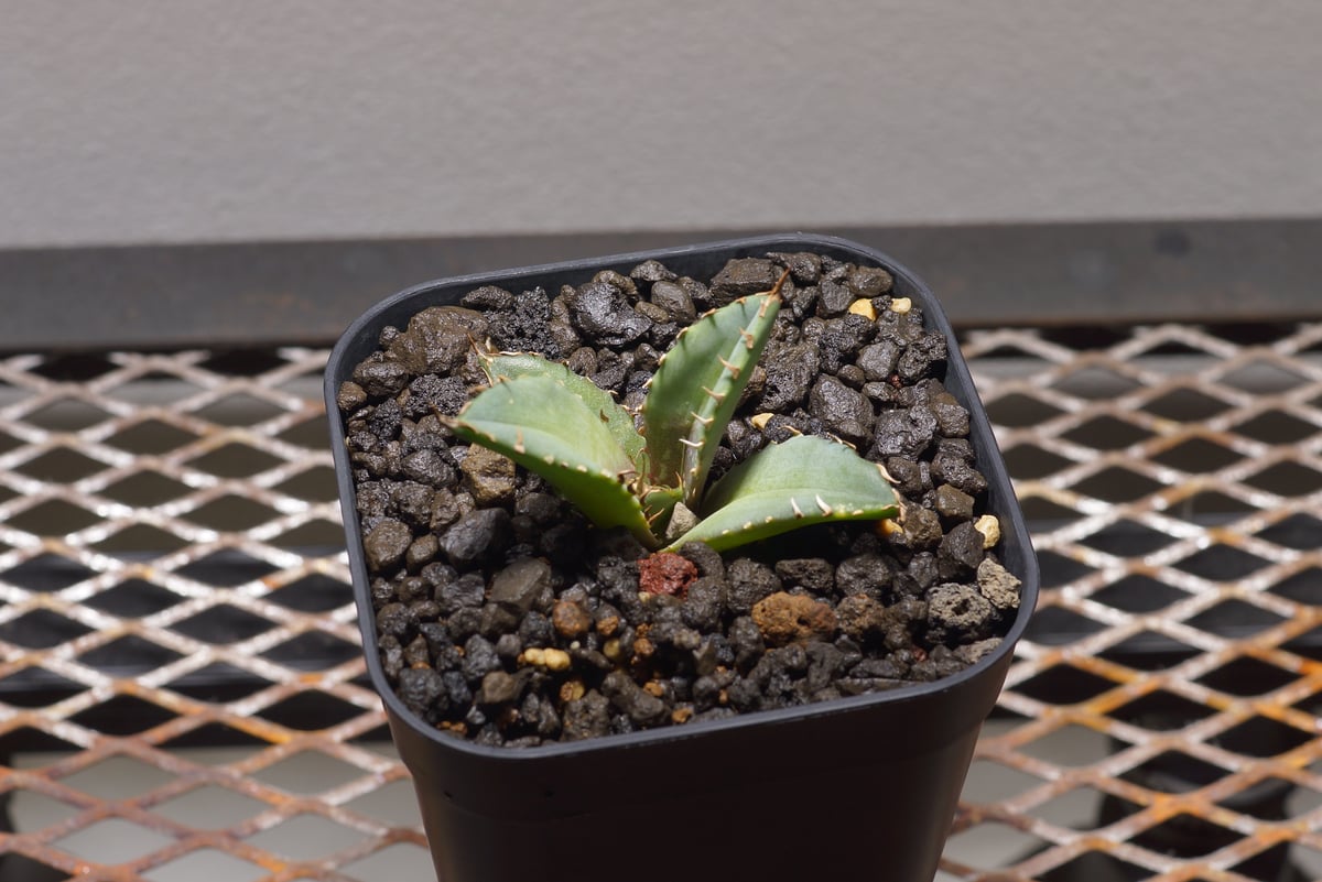 アガベ チタノタ 龍牙 / RG-01 | アガベ専門店 モンスターハウス