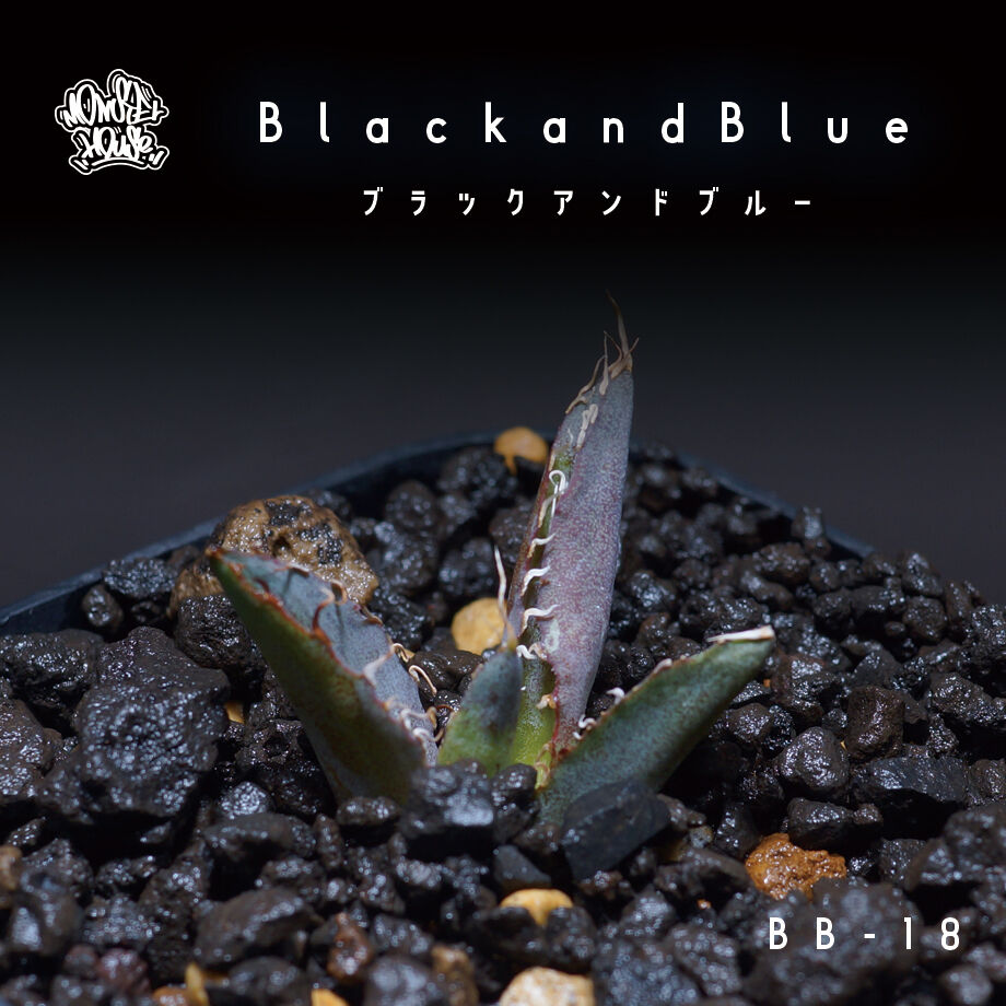 大株❗️アガベ　チタノタ　ブラックアンドブルー no.10 アガベ チタノタ ブラックアンドブルー Agave titanota