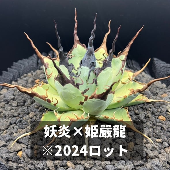 グ*ー様 アガベ チタノタ ハイブリッド エボリスピナ×姫巌竜　子株 グ*ー様 アガベ チタノタ ハイブリッド エボリスピナ×姫巌竜