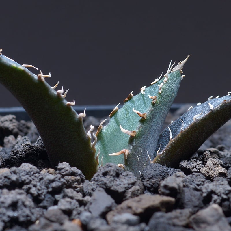 厳選個体】アガベチタノタ白鯨 子株 鉢付き（WW-10） | アガベ専門店