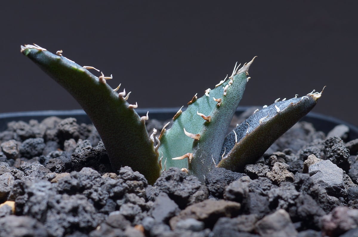 厳選個体】アガベチタノタ白鯨 子株 鉢付き（WW-10） | アガベ