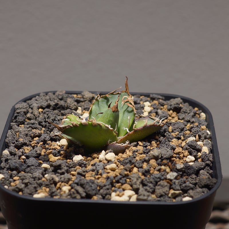 アガベ チタノタ FO-76 カエサル シーザー 凱撤 アガベ・チタノタ