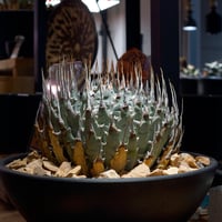 アガベ チタノタ スナグルトゥース 暴牙 /ST-01 | アガベ専門店