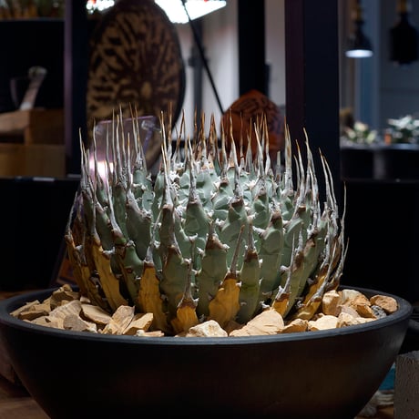 アイテム | アガベ専門店 モンスターハウス