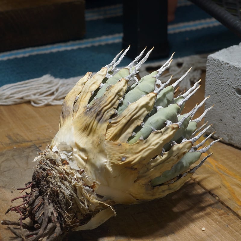 アガベ ユタエンシス エボリスピナ / ES-20 | アガベ専門店 モンスター