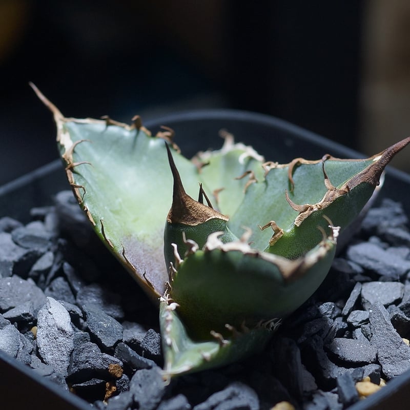 アガベ チタノタ 浪人　agave 大株　鉢のまま発送　最終値下げ価格 アガベ チタノタ 浪人