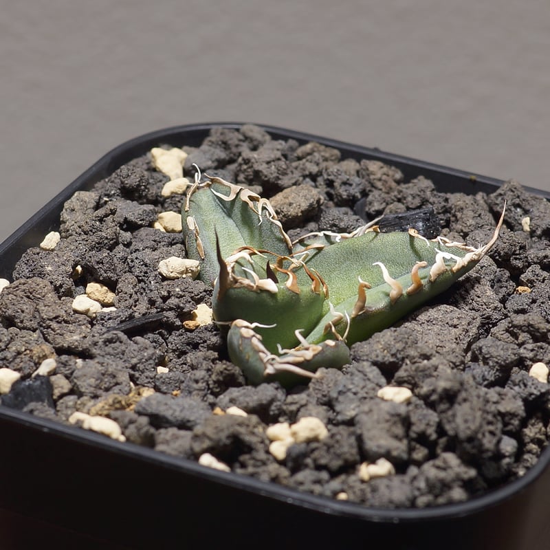 アガベ チタノタ シャークソウイ 子株 SS-10 | アガベ専門店