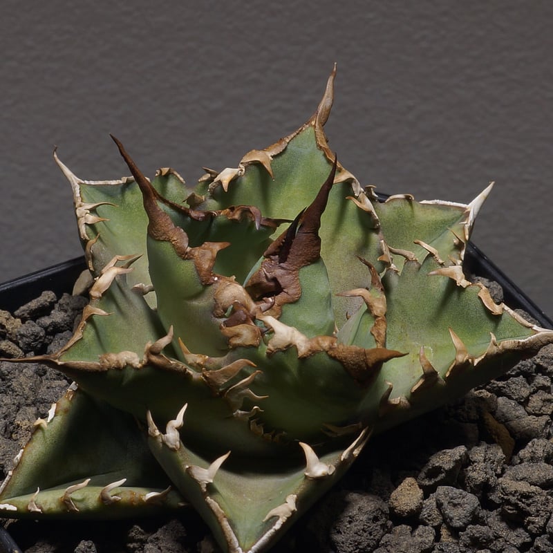 アガベ オテロイ 夕映厳竜/子株 YB-06 | アガベ専門店 モンスターハウス