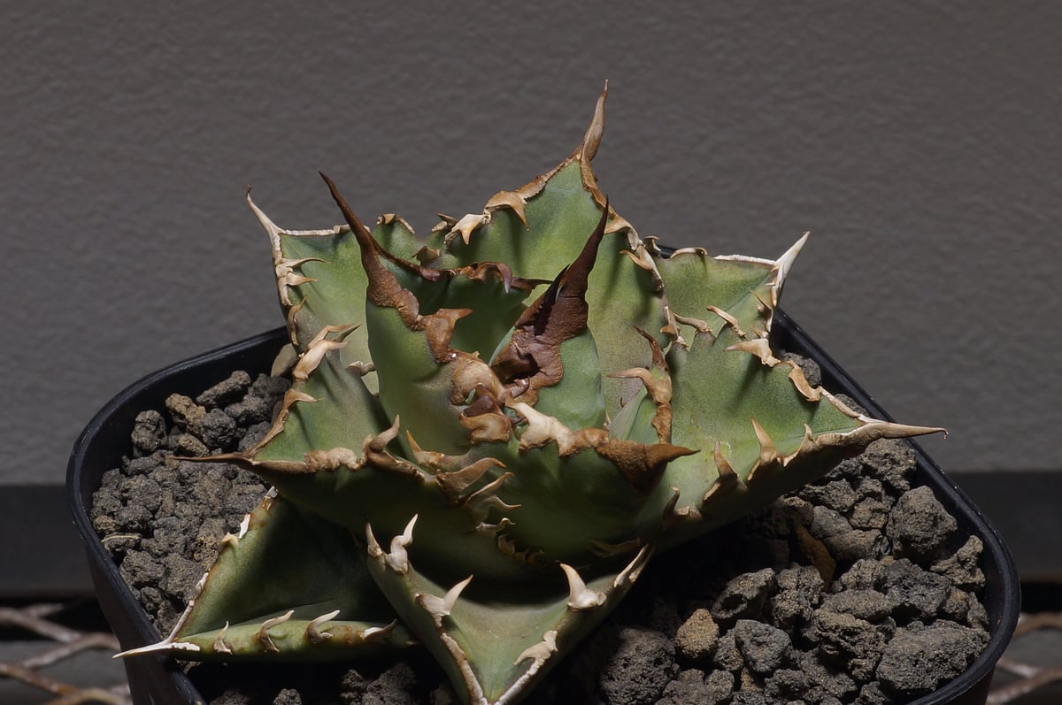 アガベ　オテロイ　北極星　子株 アガベ オテロイ 夕映厳竜/子株 YB-06 | アガベ専門店