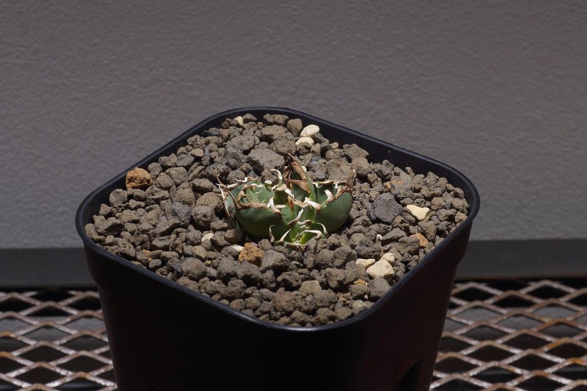 アガベ オアハカ オテロイ/ox-05 | アガベ専門店 モンスターハウス