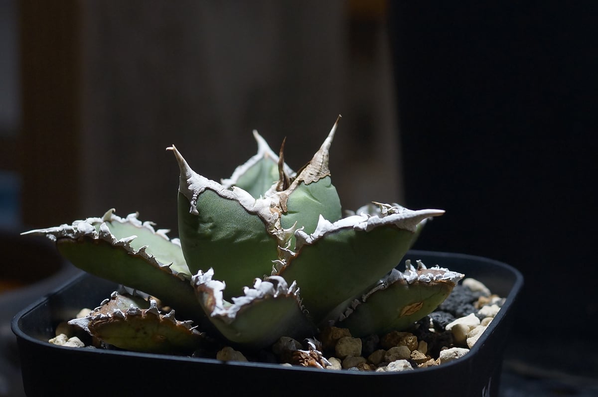 アガベ チタノタ 狼人 RN-04 | アガベ専門店 モンスターハウス
