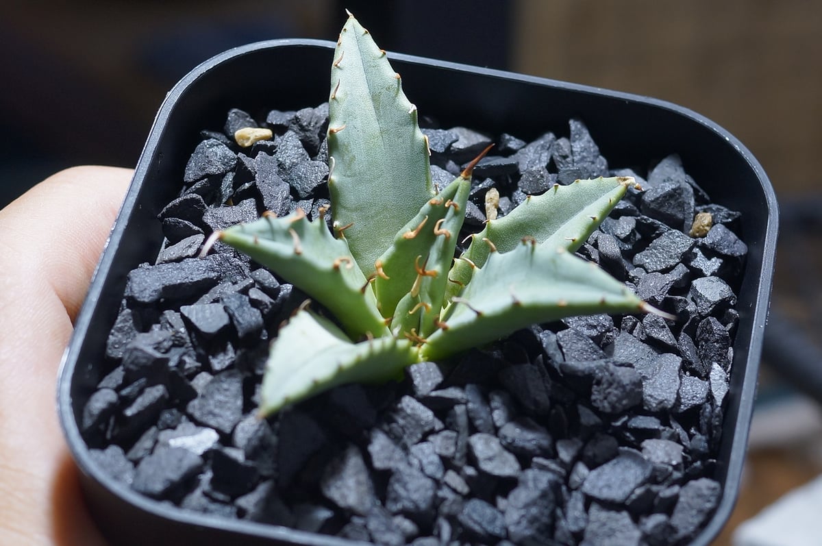 よ*ー様 アガベハイブリッド　妖炎　姫厳龍 アガベ ハイブリッド 妖炎×姫厳竜/ Y×H-16 | アガベ専門店