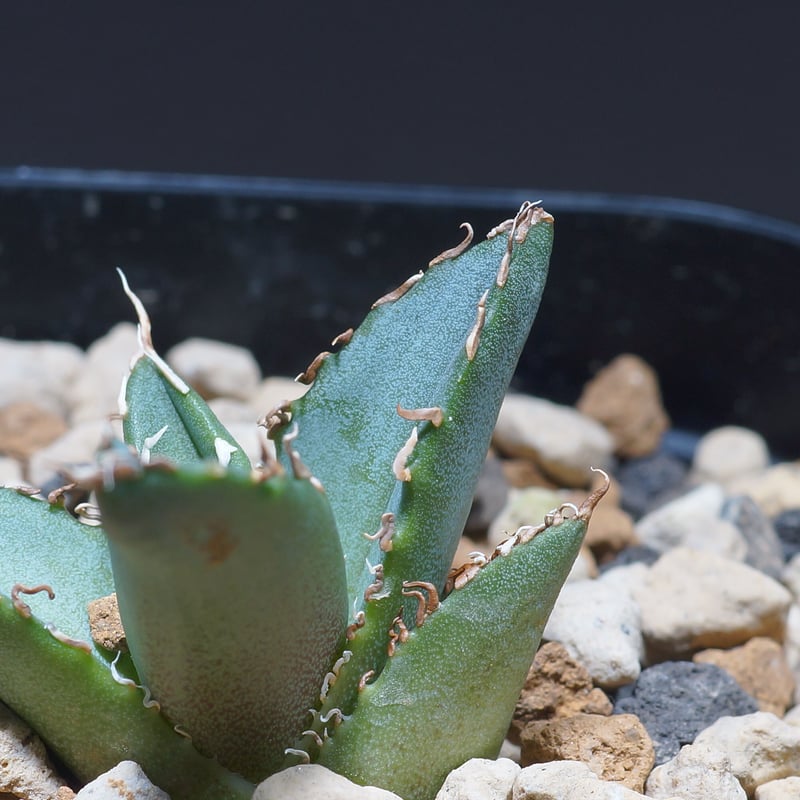 希少高級株 アガベ アテナータ 翡翠盤 インドネシア輸入株 総柄