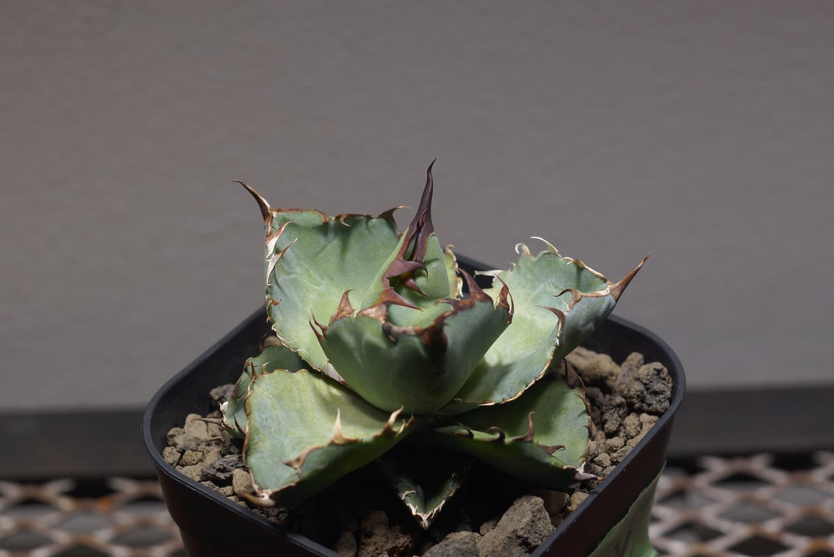 ゆ*ん様 アガベ チタノタ　ブラックアンドブルー　BB 図鑑 – アガベ チタノタ ブラックアンドブルー – 品種紹介 | アガベ