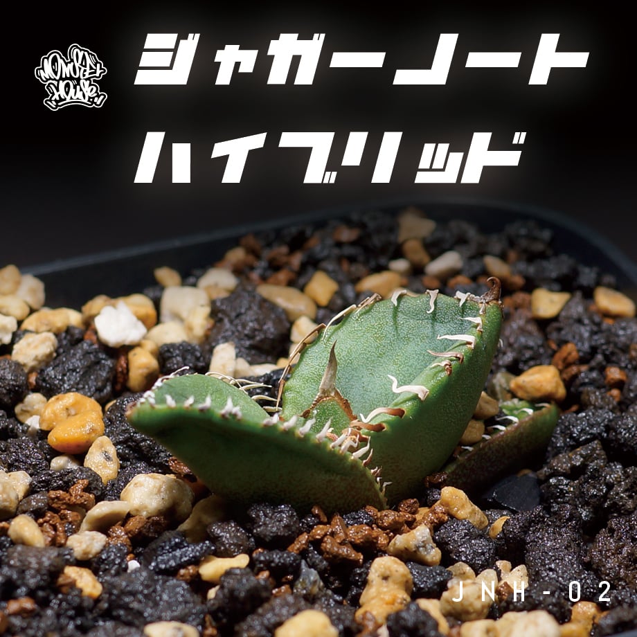 アガベ チタノタ ジャガーノート ハイブリッド / jnh-02 アガベ チタノタ ジャガーノート ハイブリッド / jnh-02