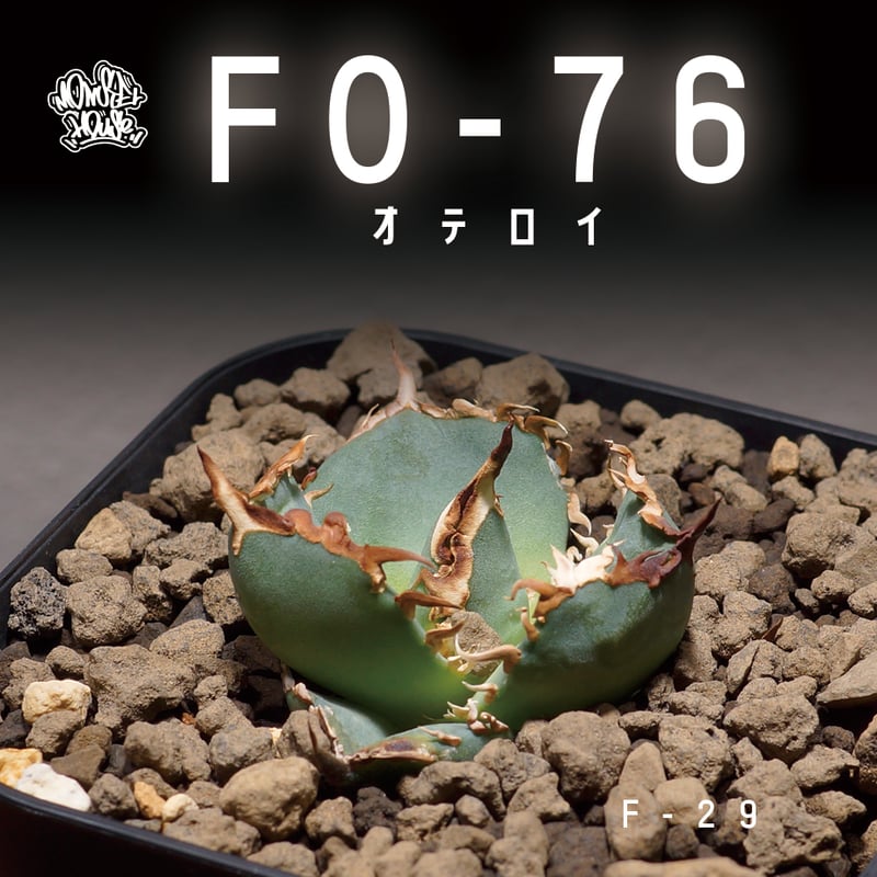 アガベ オテロイ FO-76/子株 F-29 | アガベ専門店 モンスターハウス