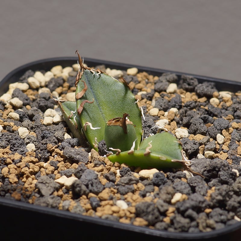 アガベ チタノタ シーザー 凱撒/cae-08 | アガベ専門店 モンスターハウス