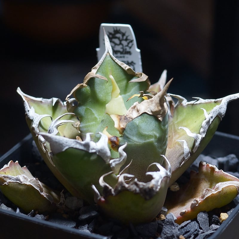 アガベ チタノタ レッドキャットウィーズル / Berlin産 赤猫 RC-12