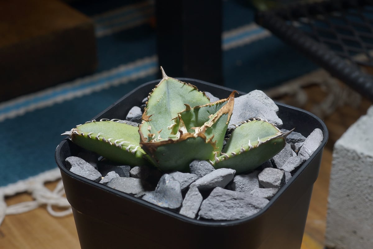 アガベ チタノタ　鰐亀（ゴウガメ） アガベ チタノタ 鰐亀 / WG-01 | アガベ専門店 モンスターハウス