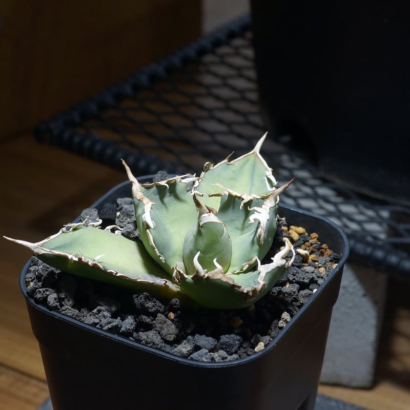 アガベ オテロイ FO-76/子株 F-30 | アガベ専門店 モンスターハウス