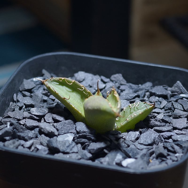 アガベ　チタノタ　毒刺G 子株　毒刺 Agave Titanota 毒刺NB 毒刺の親株（2枚目）を見る限りブツブツ