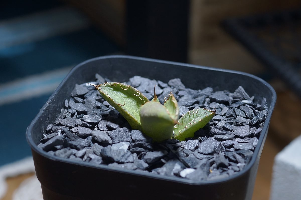 アガベ チタノタ 毒刺S/ 毒刺産 S-01 | アガベ専門店 モンスターハウス