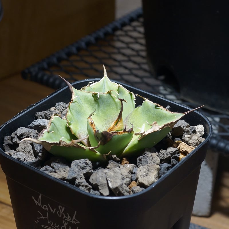 アガベ チタノタ 黒豹/子株 BP-09 | アガベ専門店 モンスターハウス