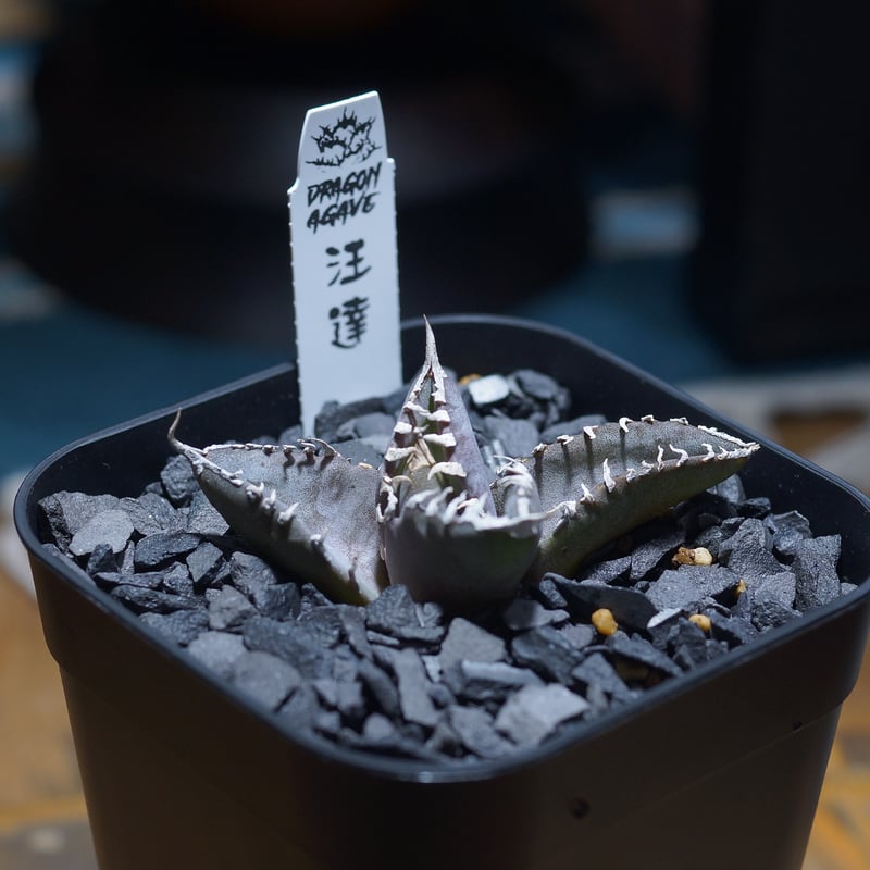 アガベ チタノタ 汪達/ Dragon Agave産 wd-01 | アガベ専門店 モンスタ