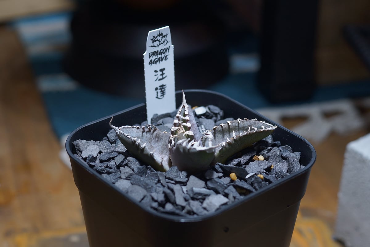 アガベ チタノタ 汪達/ Dragon Agave産 wd-01 | アガベ専門店 モンスタ