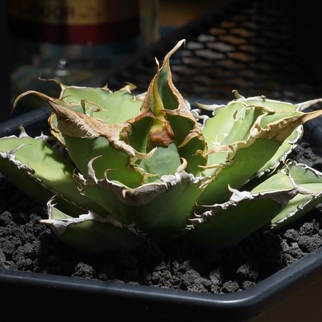 CATEGORY アガベ | アガベ専門店 モンスターハウス