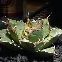 アガベ チタノタ 毒刺S/ 毒刺産 S-01 | アガベ専門店 モンスターハウス