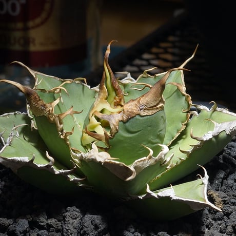 CATEGORY 新商品 | アガベ専門店 モンスターハウス