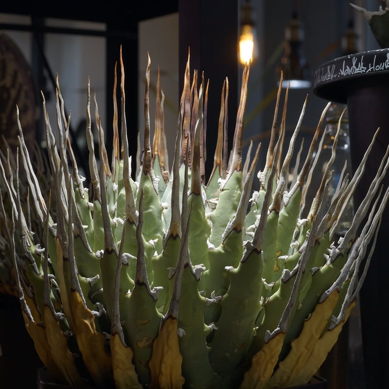 アガベ ユタエンシス エボリスピナ / ES-17 | アガベ専門店 モンスター