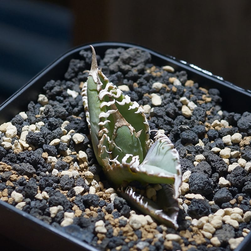 Agave titanota Godzilla　アガベ　チタノタ　ゴジラ Agave Titanota 