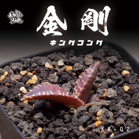 アガベ金剛 | STORES