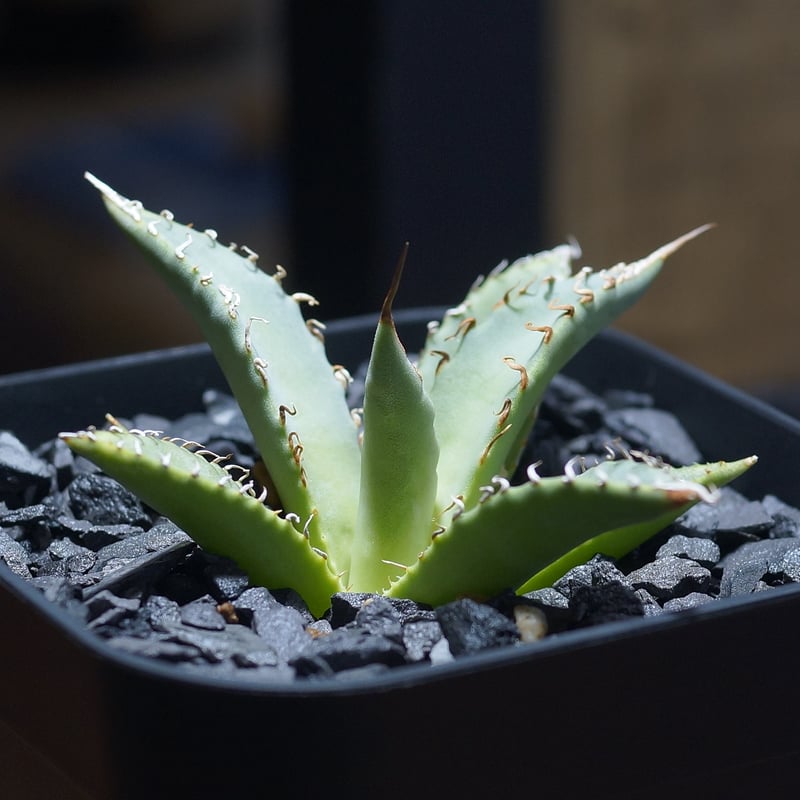 アガベ ハイブリッド 妖炎×姫厳竜/ Y×H-14 | アガベ専門店 モンスター