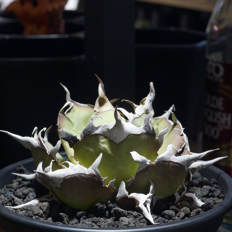 アガベ　ハデス(黒帝斯) アガベ・チタノタ ハデス (黒帝斯) 芽-022｜agave titanota hades |