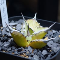 アガベ　チタノタ　フィリグリー　発根済み　菊鉢5号 アガベ チタノタ フィリグリー 発根済み 菊鉢5号