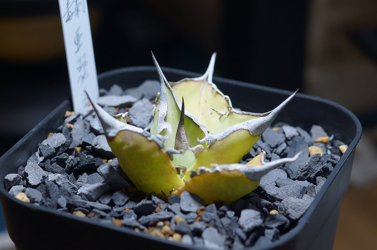 アガベ チタノタ キングアーサー/ 毒刺産 ka-01 | アガベ専門店