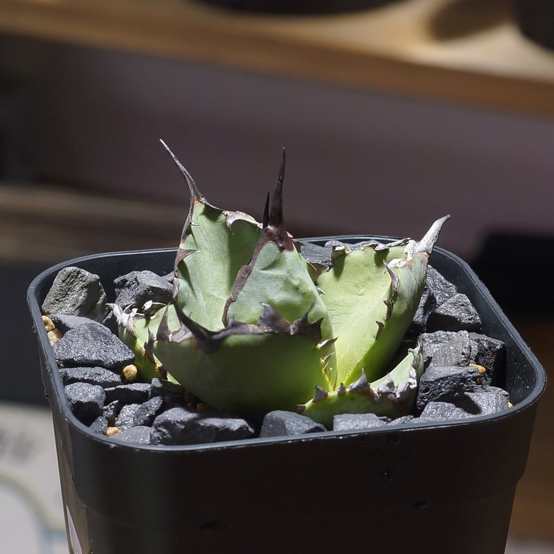 アガベ チタノタ ブルー実生/ Dragon Agave産 bs-04 | アガベ専門店 モ