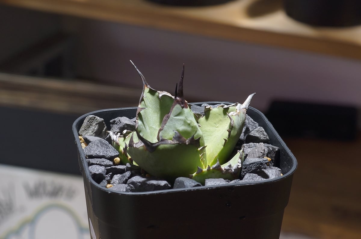 アガベ チタノタ ブルー実生/ Dragon Agave産 bs-04 | アガベ専門店 モ