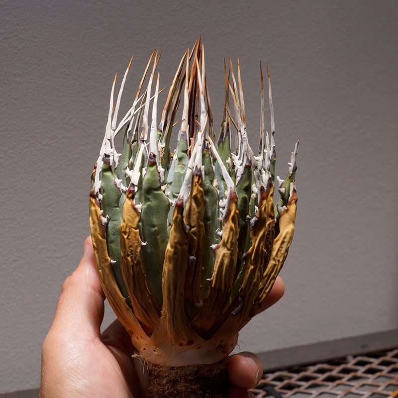 アガベ ユタエンシス エボリスピナ / ES-03【発根管理中】 | アガベ