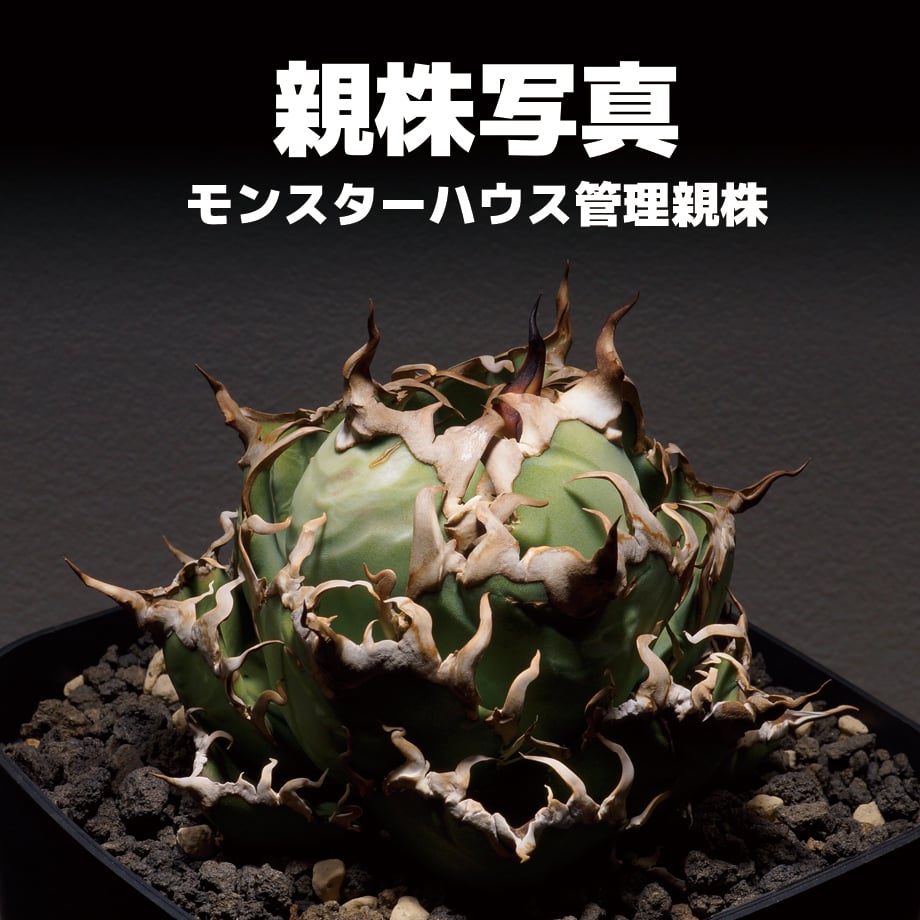 アガベ チタノタ シーザー 凱撒/cae-01 | アガベ専門店 モンスターハウス