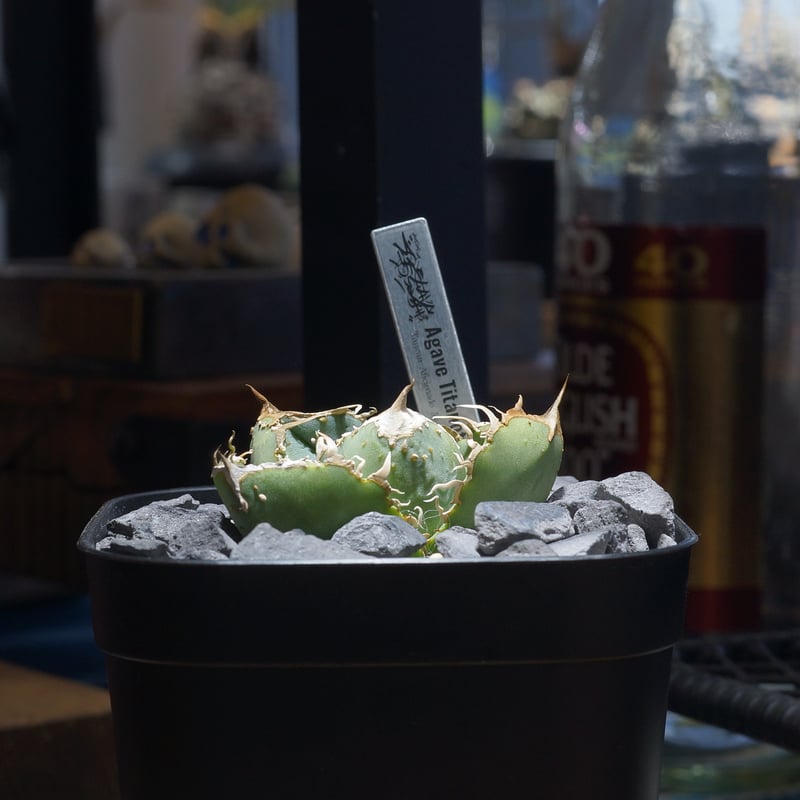 アガベ チタノタ 疣猪 / イボイノシシ WT-04 | アガベ専門店