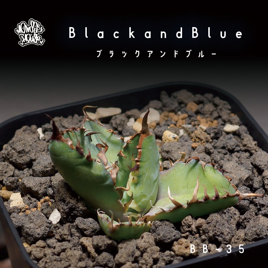 アガベ チタノタ ブラックアンドブルー/bb-35 | アガベ専門店