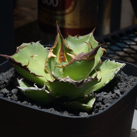 アイテム | アガベ専門店 モンスターハウス