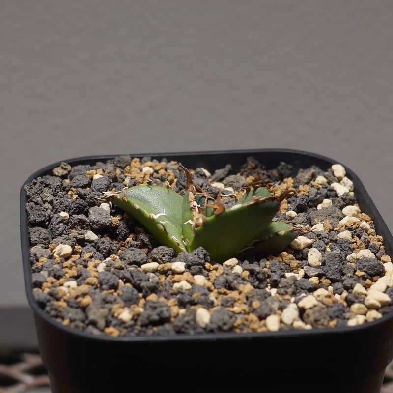 アガベ チタノタ シーザー 凱撒/cae-08 | アガベ専門店 モンスターハウス