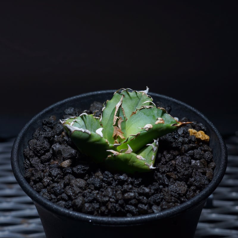 アガベ フェロックス トニーズタイガー 人気 商品 通販