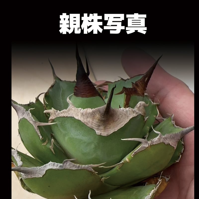 【最終値下げ】アガベ　チタノタ　黒豹　子株2つ付き 6号鉢 最終値下げ】アガベ チタノタ 黒豹 子株2つ付き 6号鉢