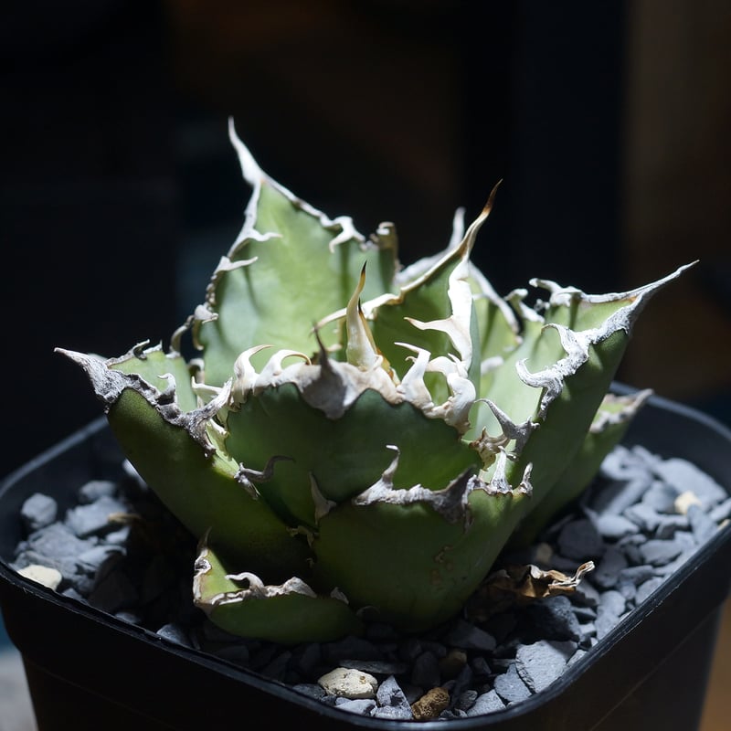 アガベ チタノタ シーザー 凱撒/ Berlin産 cae-16 | アガベ専門店